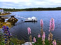 A cottage on the water with boat and lupines in bloom, Halifax, Nova Scotia, Canada.