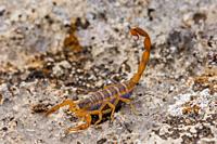 A striped bark scorpion (Centruroides vittatus) in the Hill Country of Texas near Hunt, USA.