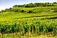 Vines growing on the foothills of the Vosges Mountains near Sigolsheim, Alsace, France.