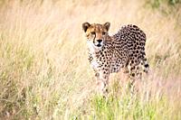The cheetah walks in the high grass of the savannah looking for something to eat.