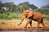 One big red elephant is walking on the bank of a water hole.