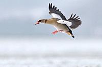Egyptian Goose / Nilgans (Alopochen aegyptiacus) in winter, flying, just before landing, in wintry atmosphere, wildlife, Europe.