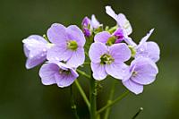 Cuckoo Flower (Cardamine pratensis) flowers in a British woodland. Also known as Lady's Smock, Mayflower and Milkmaids.
