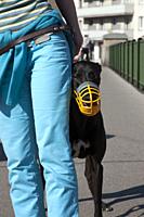 A muzzled Greyhound in Vienna, Austria.