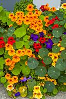 Flower containers with Nasturtiums and Petunias in front of shops in the historic town of La Conner in Washington State, United States.