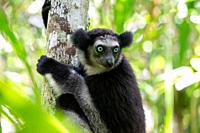One Indri lemur on the tree watches the visitors to the park.