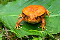 One large orange frog is sitting on a green leaf.