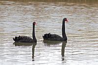 Pair of Black Swans-Cygnus atratus.