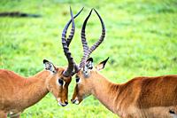 An Impala family on a grass landscape in the Kenyan savannah.