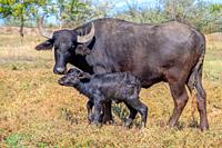 First day of life of a newborn calf Water Buffalo (Bubalis murrensis). Orlovka village, Reni raion, Odessa oblast, Ukraine.