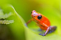 Dart Poison Frog, Blue Jeans, Oophaga pumilio, Dendrobates pumilio,Tropical Rainforest, Costa Rica, Central America, America.