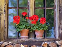 Flowerpot in the window of a historic wooden farmhouse. Open Air Museum Finsterau, Bavarian Forest, Germany, Europe.
