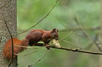 Eurasian Red Squirrel sitting on pine branch in early spring with spruce cone, Bialowieza forest, Poland, Europe.