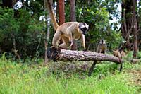 Some Brown lemurs play in the meadow and a tree trunk and are waiting for the visitors.