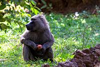 One baboon has found a fruit and nibbles on it.