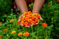 Two handfuls of orange marigold flowers displaying. A woman collecting marigold flowers.