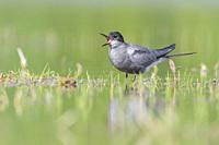 Black Tern (Chlidonias niger), adult perched in a marsh, Campania, Italy.