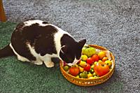 Cat sniffing tomatoes.