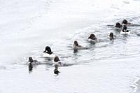 Barrow's Goldeneye (Bucephala islandica) group swimming in open water with ice and blizzard, Yellowstone national park, Wyoming, Montana, United state...