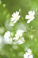 Greater Stitchwort (Rabelera holostea) flowers formerly Stellaria holostea also known as Addersmeat and Greater Starwort. East Harptree Wood, Mendip H...