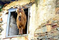 Goat in a window of a abandoned rustic house in Santoalla, Petin council, Orense, Spain