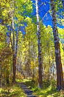 Aspen grove (Populus tremuloides) at the Wood River Day Use Area in Southern Oregon.
