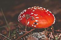 Detail of Poisonous mushroom red an white (Amanita muscaria) in the pine forest.