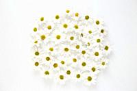 Daisy flowers isolated on white. Flat lay spring and summer flowers background. Flat lay.