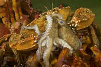 Devil crab. Swimming crab. Velvet fiddler. Velvet Swimming Crab (Necora puber) devouring juvenile Octopus (Octopus vulgaris). Eastern Atlantic. Galici...