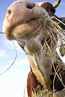 Photo shoot of a portrait of a cow having a hay meal.