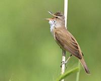 Great Reed Warbler (Acrocephalus arundinaceus), side view of an adult singing from a reed, Campania, Italy.