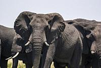 African elephants (Loxodonta) marching to the river for a swim. Chobe National Park, Botswana, Africa.