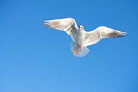 Single seagull flying in a blue sky background.