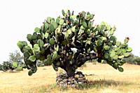 Barbary fig or Indian fig opuntia (Opuntia ficus-indica) is a cactus native to Mexico but naturalized in many arid or semiarid region of the World. Th...