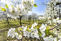 flowering cherry orchard near Cejkovice, Southern Moravia, Czech Republic.