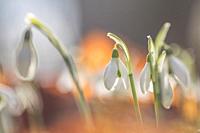 Galanthus nivalis,snowdrop flowers,springtime.