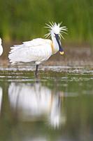 Eurasian Spoonbill (Platalea leucorodia), side view of an adult standing in the water, Campania, Italy.