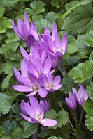 Autumn crocus (Colchicum autumnale). Called Meadow saffron and Naked lady also.