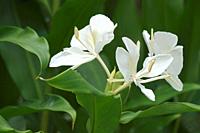 White ginger lily (Hedychium coronarium). Called White garland-lily also.