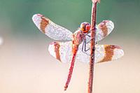 Banded darter,dragonfly (sympetrum Pedemotanum) natural environment.
