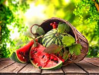 Fresh watermelon in a basket on a wooden table, a crop of vegetables.