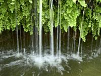 Water flowing trough ferns (Adiantum capillus-veneris) , Villahermosa river, Ludiente, Castellón.