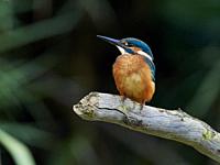 Kingfisher (Alcedo Atthis) perching on a pond, Villahermosa river, Ludiente, Castellón, Spain.