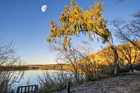 Warped tree and moon over The Campillo lagoon in Rivas Vaciamadrid.. Madrid. Spain. Europe.