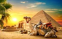 Camel rests near ruins pyramid of Egypt.