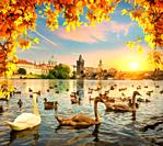 Swans on river Vltava near Charles bridge in Prague.
