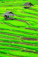 Terrace rice fields in Mae Chaem District Chiang Mai, Thailand.