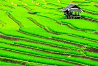 Terrace rice fields in Mae Chaem District Chiang Mai, Thailand.