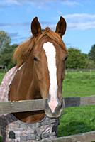 A horse portrait in a pasture. Waltshire, England.