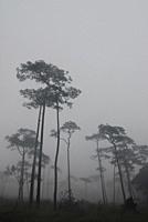 pine tree forest in the mist.